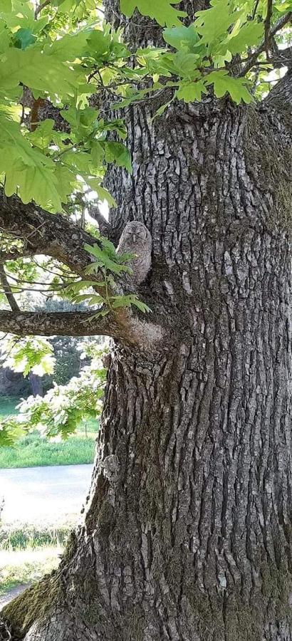 Namelis Nr 1 Adeles Sodyba Sturmai Exterior foto